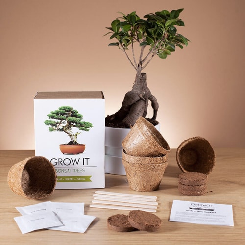 grow-it-bonsaj-1553